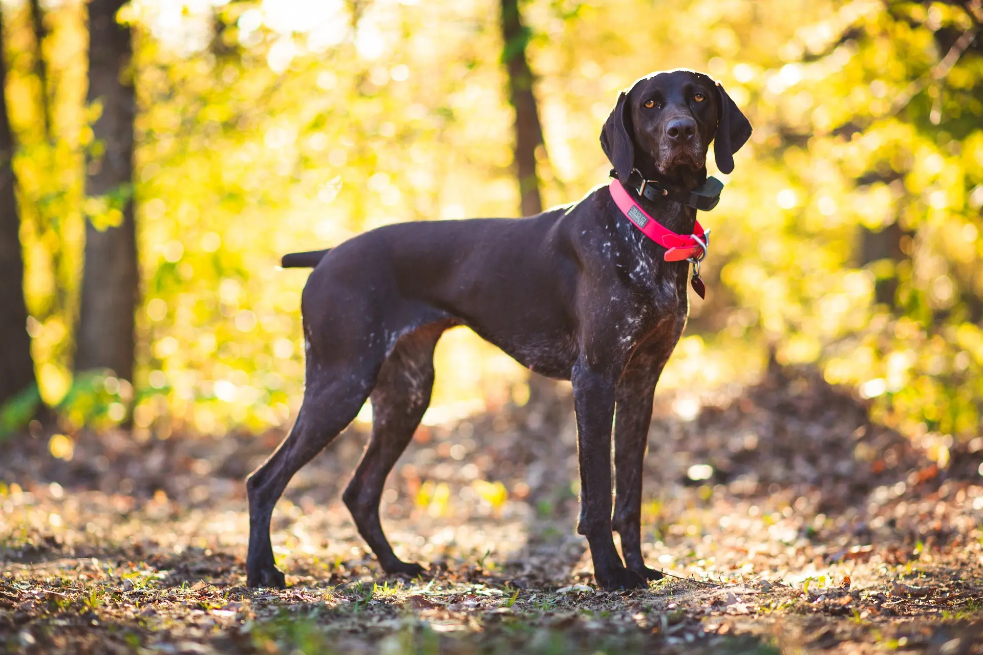 personalized collar for dogs